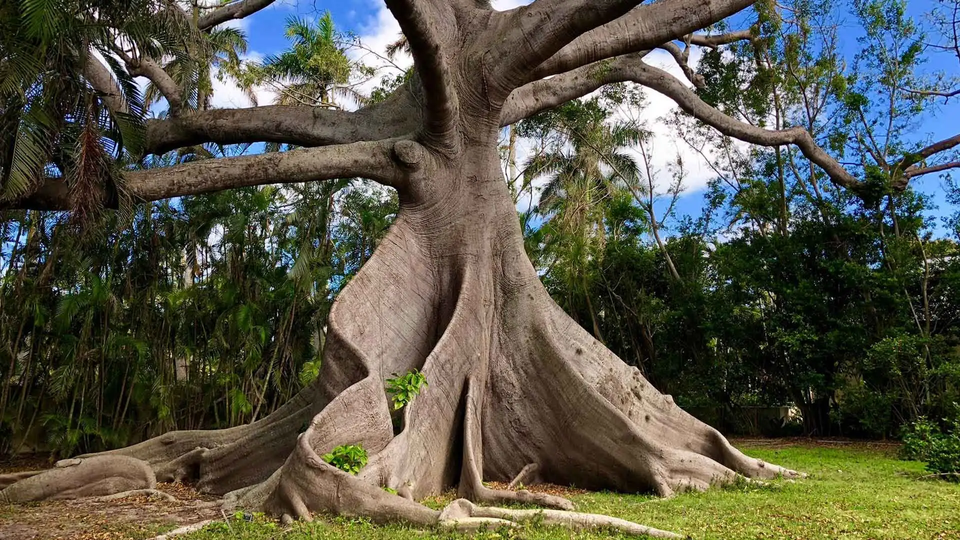 Large tree in the lawn of a residential property in Palm Beach, FL.