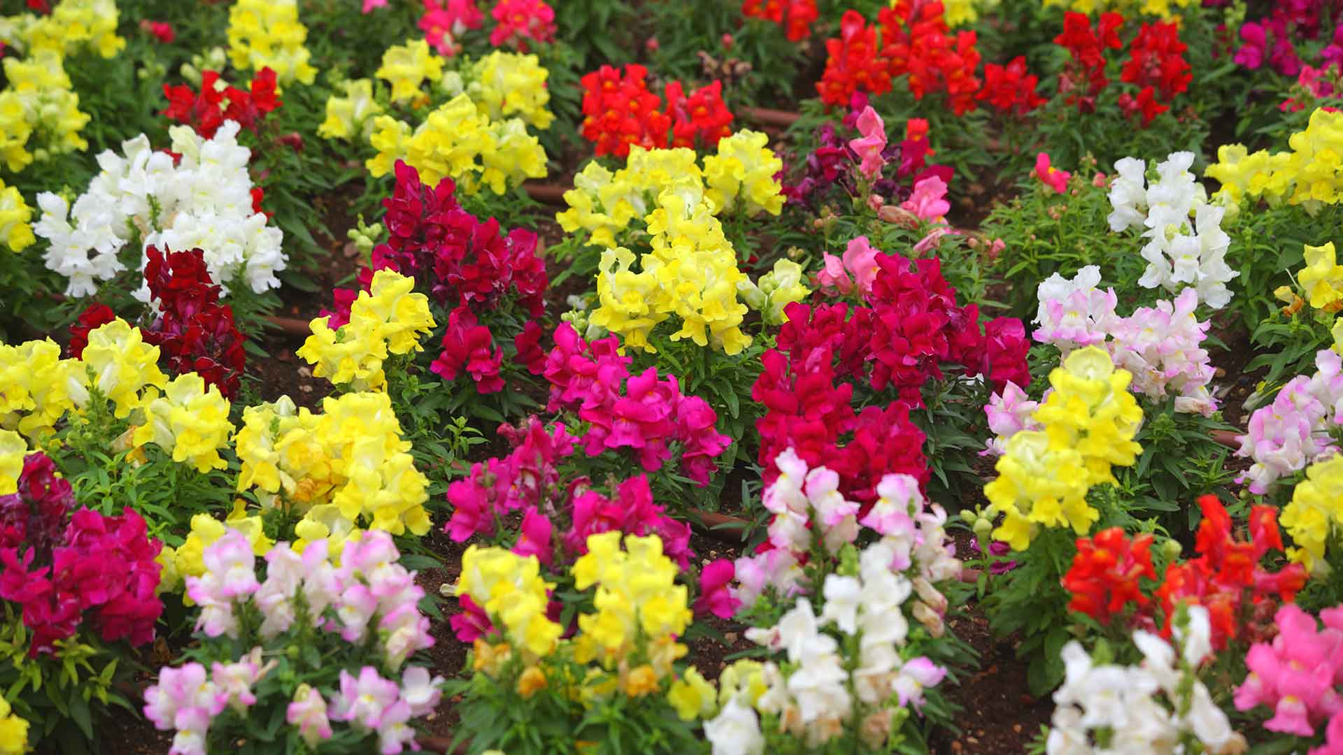 Snapdragons add color to your landscaping in Jupiter, FL.