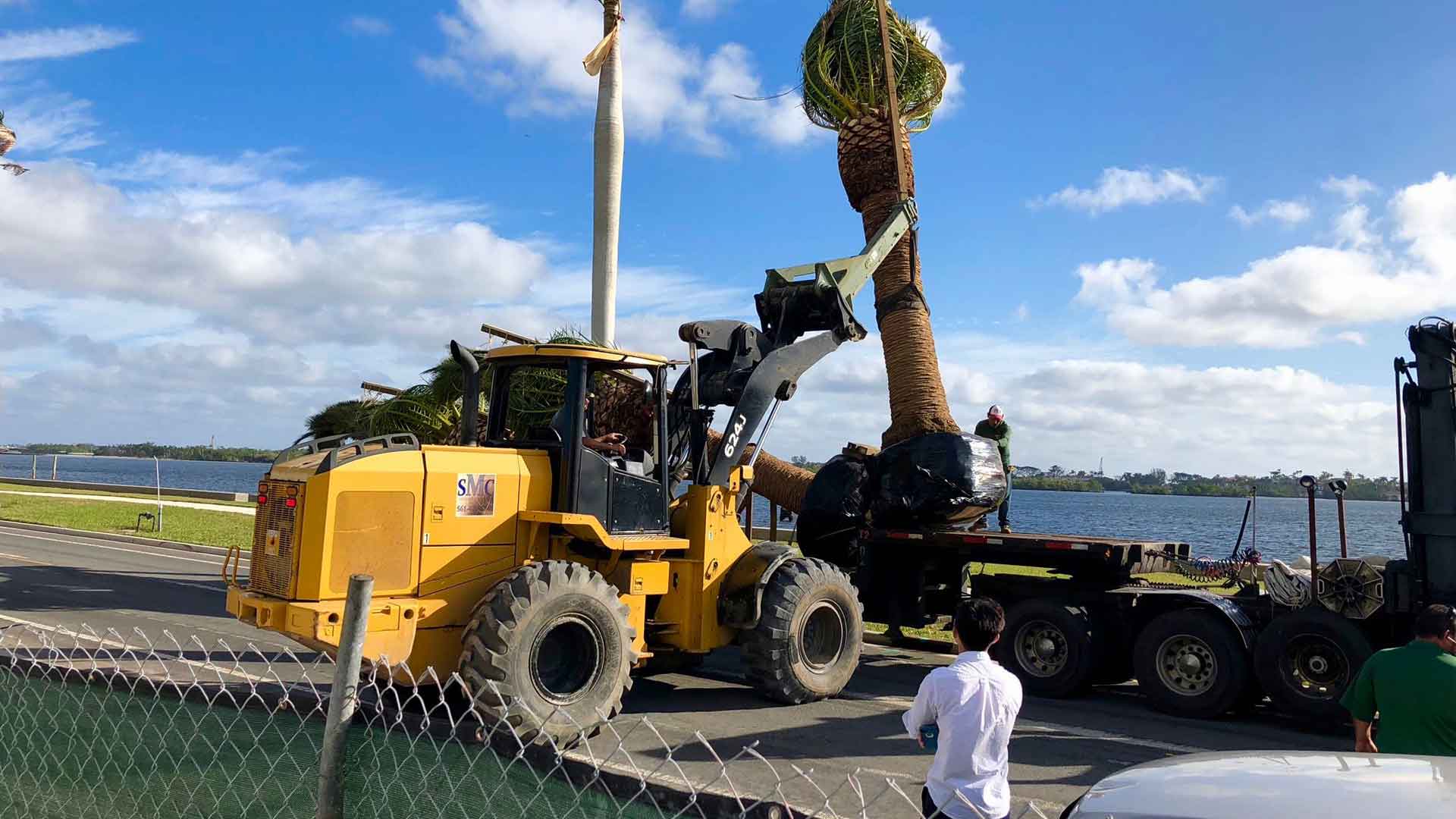 Very large palm tree being planted at a commercial property in Palm Beach, FL.