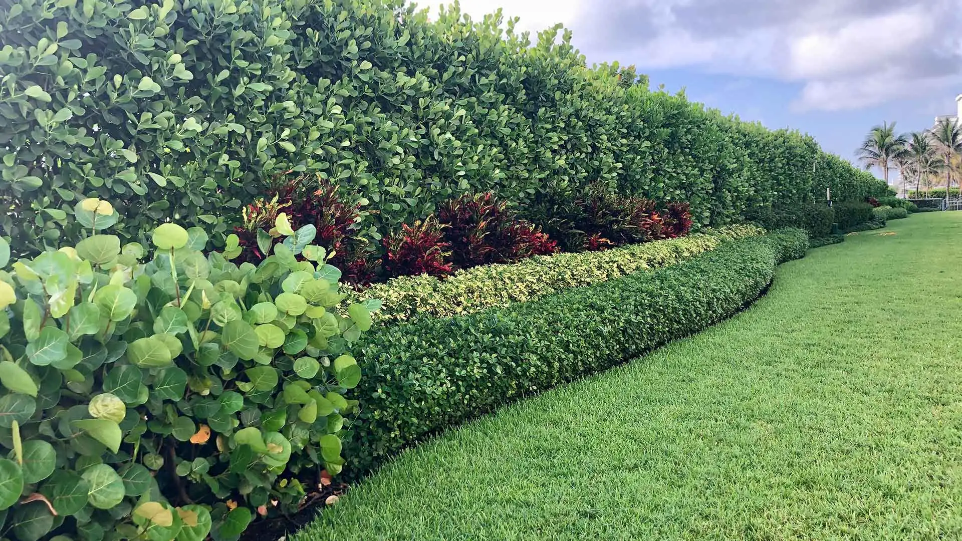 Our landscape trimming and pruning services for a property in Palm Beach, FL.