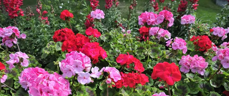 These annual flowers planted at a property in Palm Beach, FL bring new color to the landscaping.