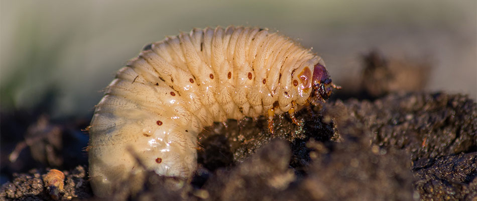 Our company's lawn maintenance services in Jupiter, FL keep pests like this grub away from your lawns.