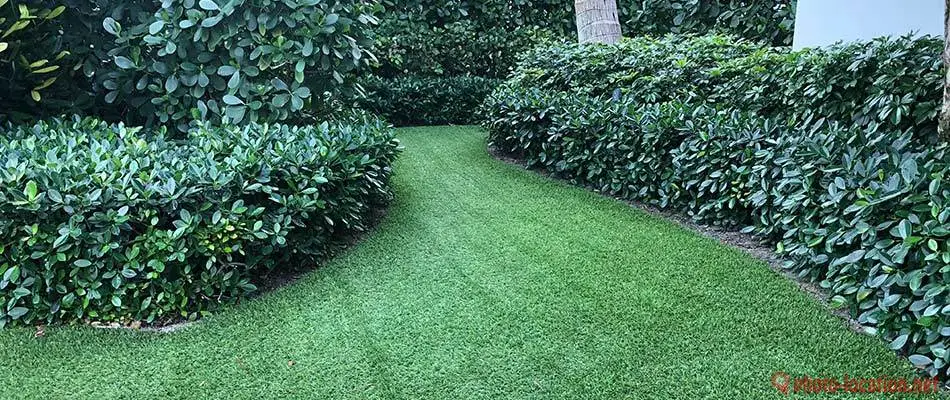 West Palm Beach, Florida weed controlled lawn.