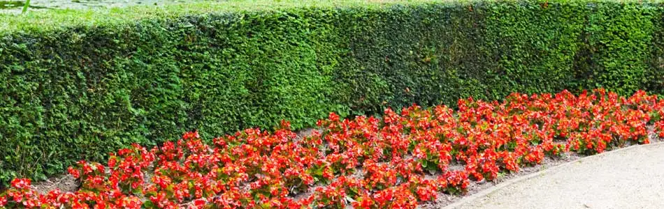 Our company planted annual flowers beside a hedge at a Jupiter, FL hotel.