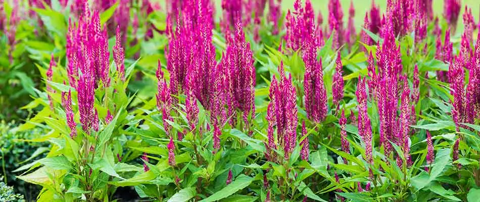 These annual flowers are planted in a Palm Beach, FL landscape bed.