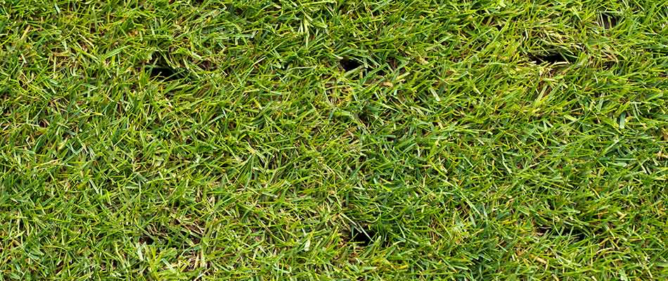 This recently aerated lawn has tiny holes so that the roots can breathe and get access to water.