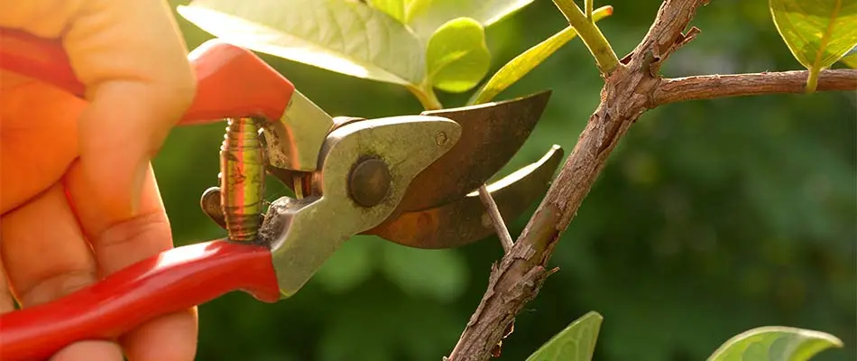 Pruning a landscape plant for a property in Manalapan, FL.