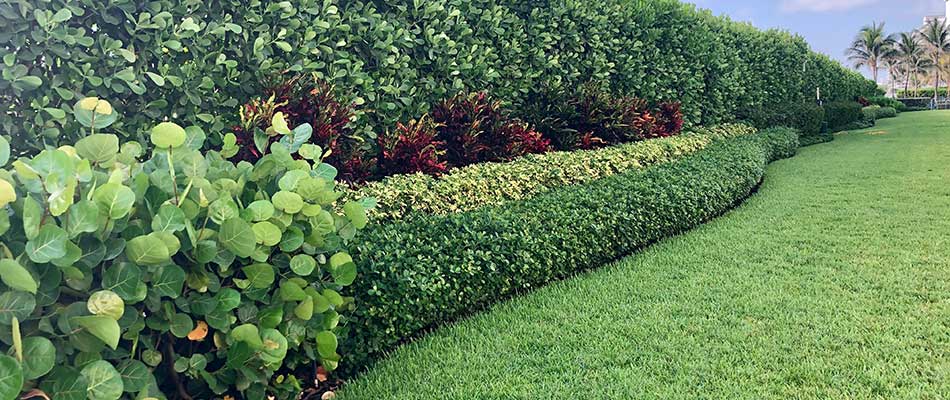 Trimmed plants at a luxury property in Jupiter.