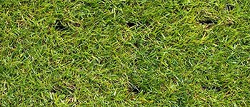 Lawn with fresh aeration at a home in Palm Beach, FL.