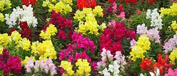 Variety of annual flowers at a home in Palm Beach, FL.