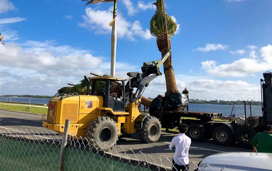 Landscaping workers installing palm tree at commercial property in Palm Beach, FL.