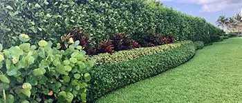 Freshly pruned and trimmed bushes in Palm Beach, FL.