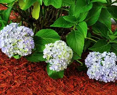 This landscape bed in Palm Beach uses red mulch.