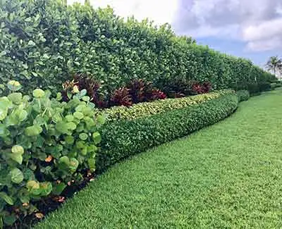 These landscape plants in Jupiter, FL benefit from regular trimming.