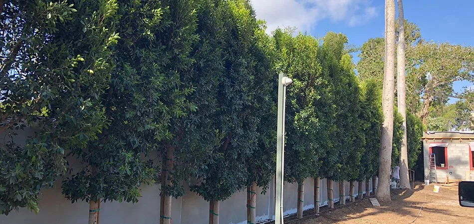 Putting up trees and shrubs created this natural privacy barrier at this Palm Beach property.