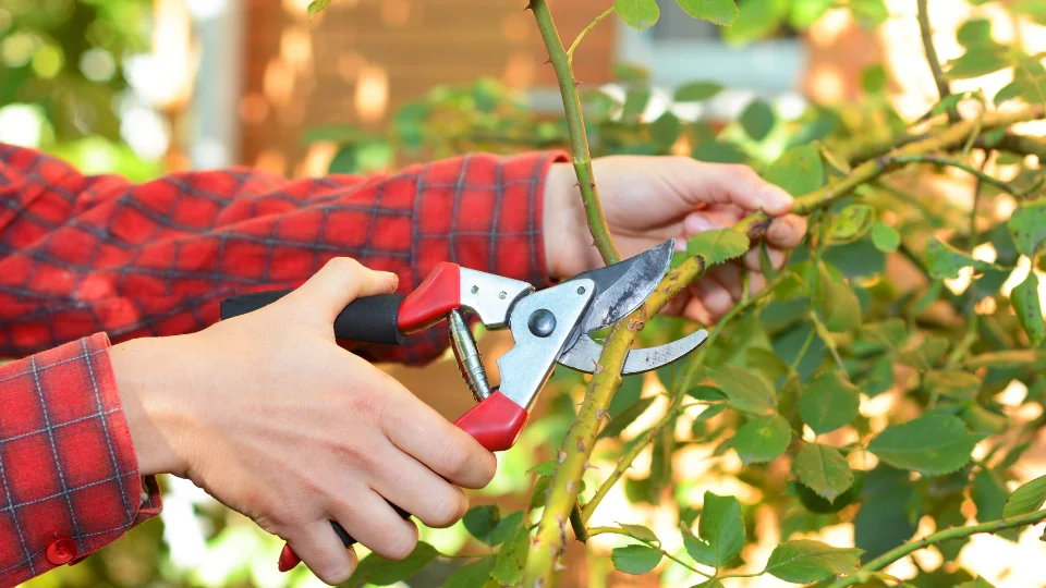 what is pruning